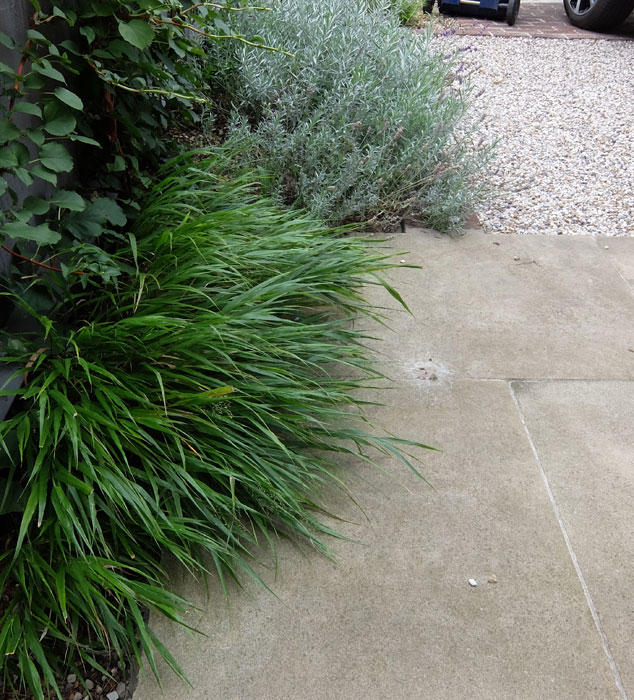 Yorkstone, lavender & hakonechloa